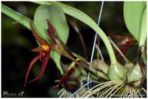 Bulbophyllum papulosum