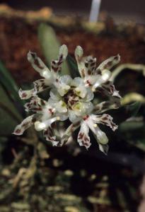 Caluera vulpina