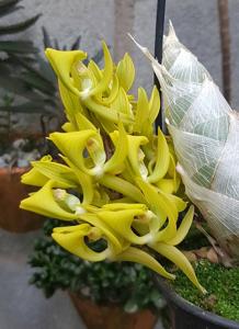 Mormodes tapoayensis