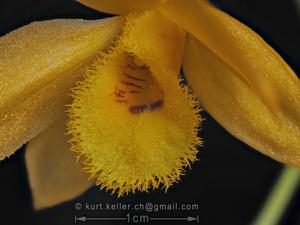 Dendrobium chrysanthum