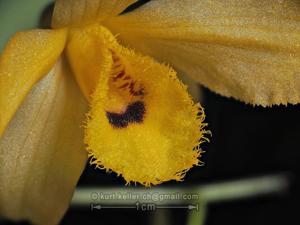 Dendrobium chrysanthum