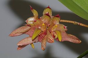 Bulbophyllum bicolor