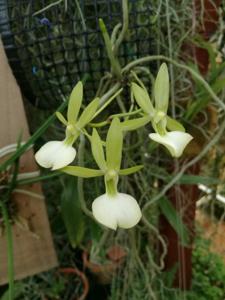 Dendrophylax funalis