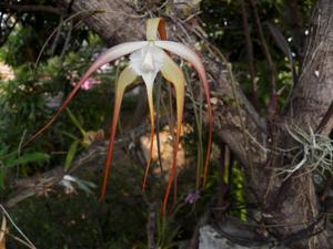 Brassavola appendiculata