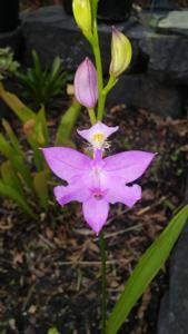 Calopogon tuberosus