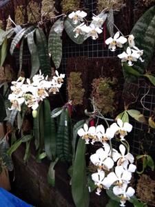 Phalaenopsis stuartiana