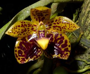Bulbophyllum cornutum