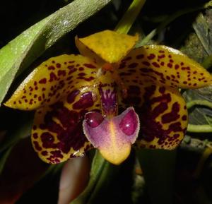 Bulbophyllum cornutum