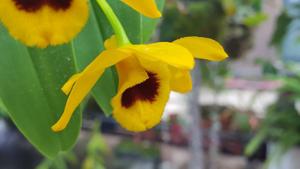 Dendrobium ochreatum