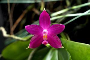 Phalaenopsis violacea