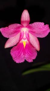 Broughtonia sanguinea