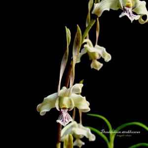 Dendrobium strebloceras