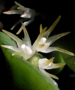 Chamaeanthus brachystachys