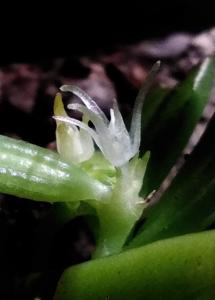 Chamaeanthus brachystachys