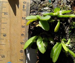 Chamaeanthus brachystachys