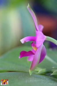 Phalaenopsis violacea