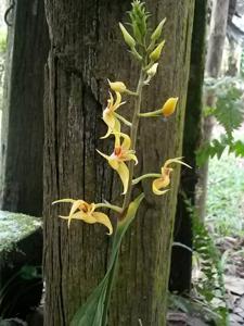 Plocoglottis plicata