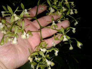 Epidendrum paniculatum