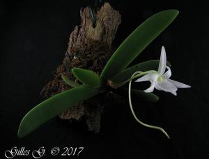 Angraecum leonis