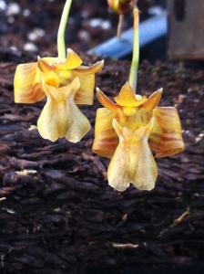 Dendrobium brunneum