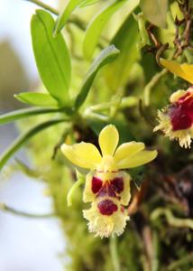 Gastrochilus retrocallus