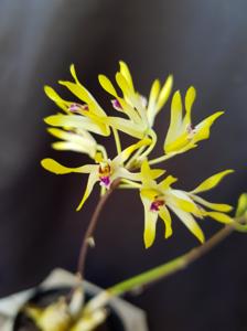 Dendrobium canaliculatum var. foelschei