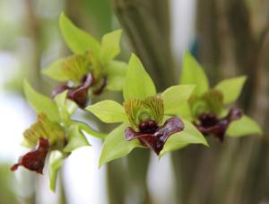 Dendrobium convolutum