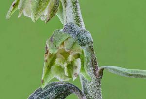 Epipactis microphylla