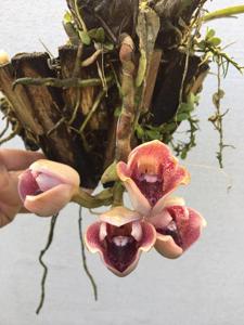 Lycomormium squalidum