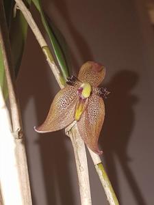 Myoxanthus serripetalus
