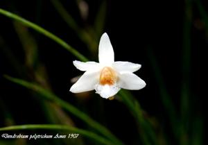Dendrobium polytrichum