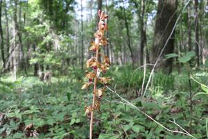 Hexalectris spicata