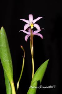 Cattleya reginae