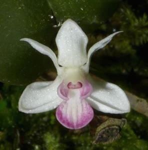 Dendrobium versteegii