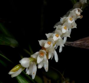 Coelogyne globosa