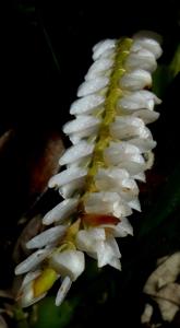 Coelogyne globosa