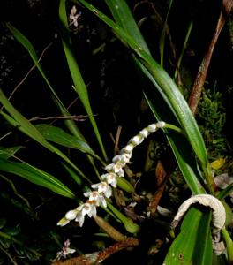 Coelogyne globosa