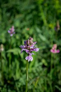 Dactylorhiza fuchsii