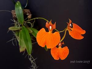 Comparettia speciosa