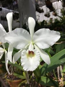 Cattleya labiata var. semialba