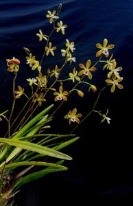 Encyclia tampensis