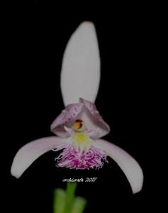 Pogonia ophioglossoides