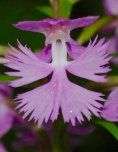Platanthera grandiflora