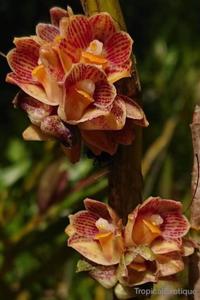 Dendrobium dantaniense