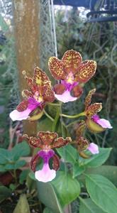 Trichocentrum lanceanum