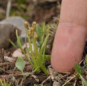 Chamorchis alpina