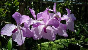Vanda coerulea