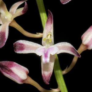 Acriopsis liliifolia