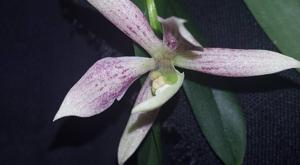 Prosthechea garciana