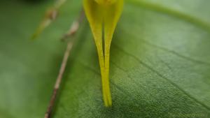 Trichosalpinx montana